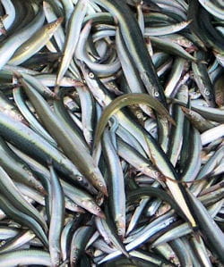 des poissons en vrac, non rangés.