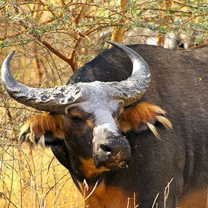 les buffles sont les herbivores les plus puissants et véloces.