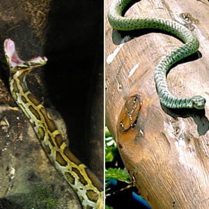 les serpents ont de multiples armes.