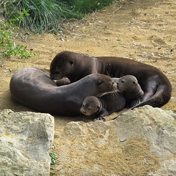 des bébés loutres géantes avec leurs parents.