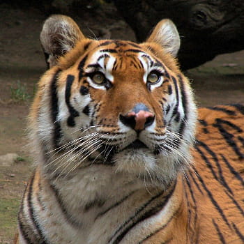 cherche tout sur tigre sauvage afrique cherche tout sur tigre sauvage afrique