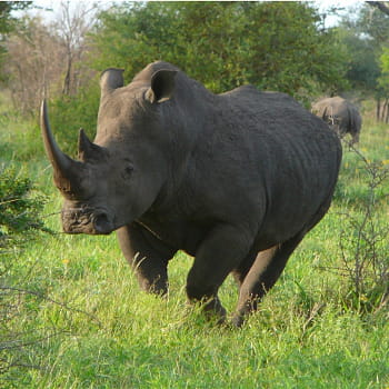 le rhinocéros d'afrique.