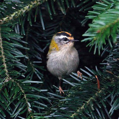 roitelet triple-bandeau est le plus petit oiseau d'europe.