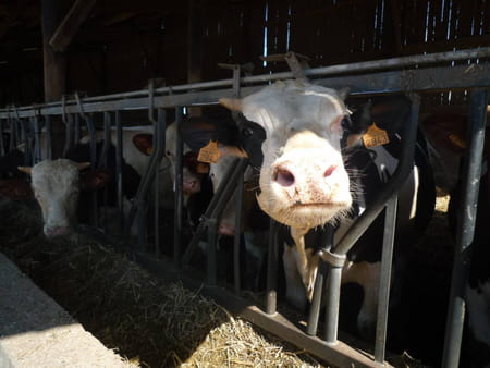 Les vaches Made in Normandie