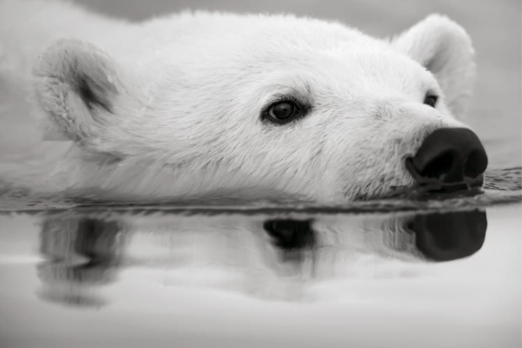 Rencontre avec ours