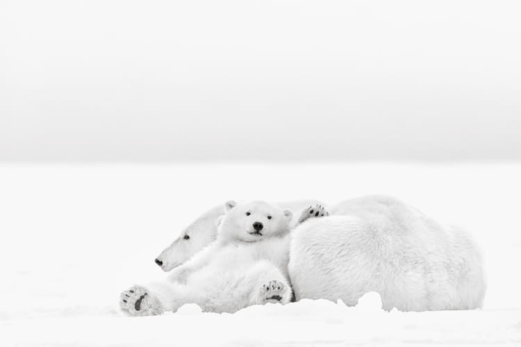 Rencontre entre un ours polaire et un grizzly