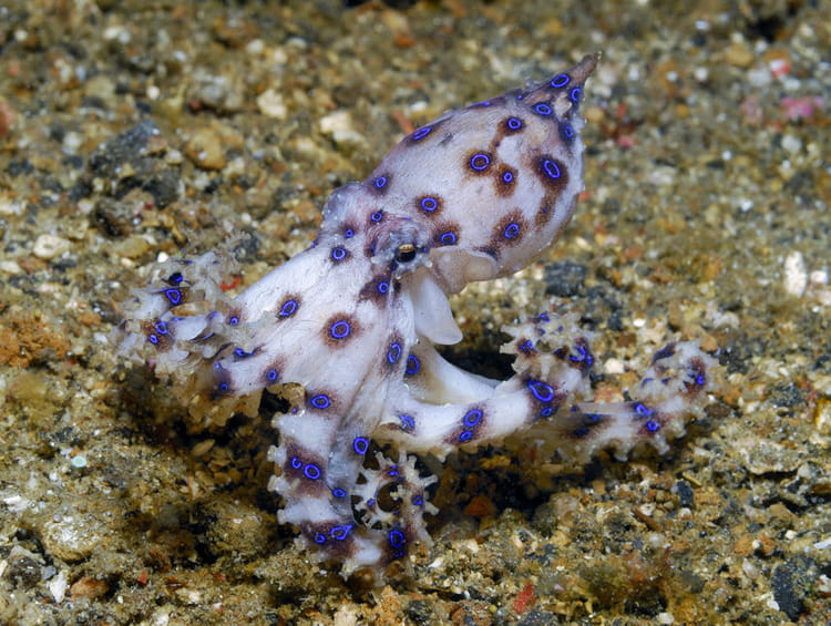 La pieuvre aux anneaux bleus 20 animaux étranges et inconnus Linternaute