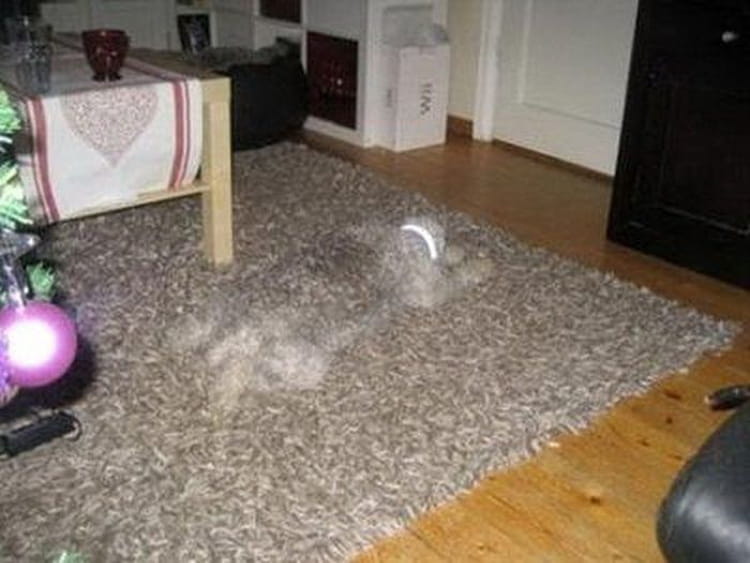 Camouflage illusion