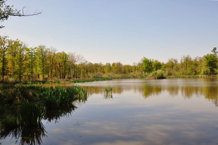 Le Parc naturel régional de la Brenne Les plus beaux parcs régionaux de France Linternaute Le Parc naturel régional de la Brenne Les plus beaux parcs régionaux de France Linternaute