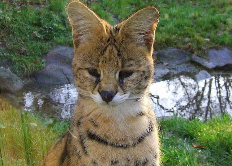 Le serval, petit félin aux grandes oreilles Le serval, petit félin aux grandes oreilles