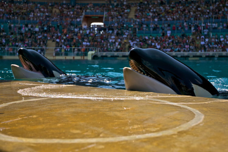 Rencontre avec les dauphins marineland forum