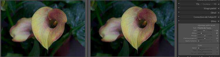 fleur