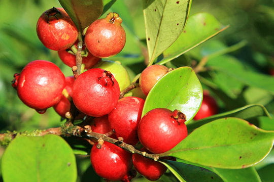 Plantation d'arbre fruitier 1073143-les-goyaviers-populaires-pour-leurs-fruits