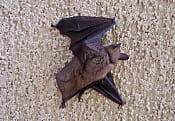 chauve souris caroline jan