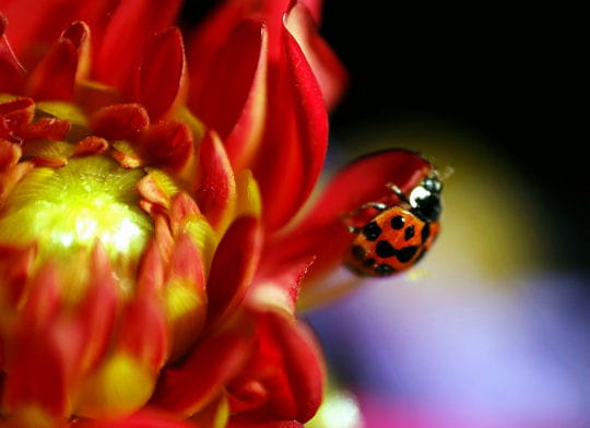 bonjour mars 1606556-50-photos-aux-couleurs-du-printemps