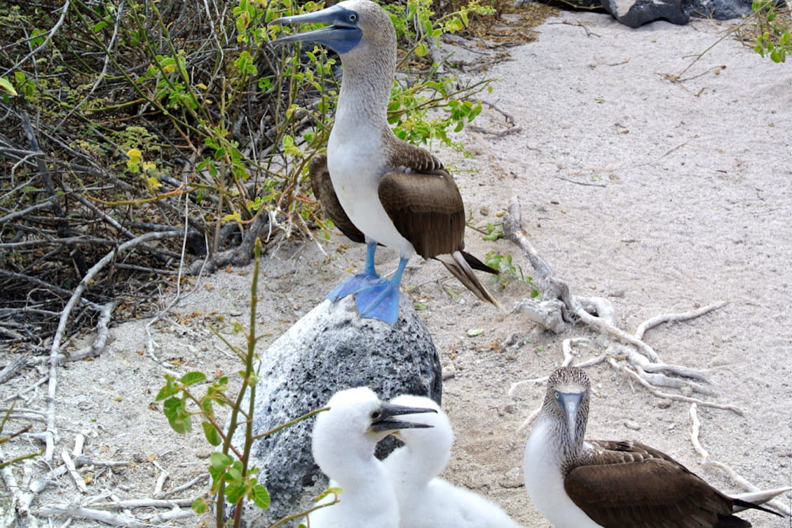 Le fou à pieds bleus un emblème Galápagos, l
