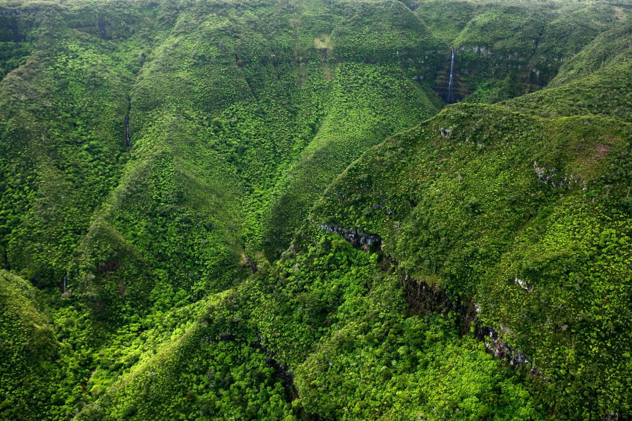 Le parc national des de Rivière Noire Les 15 lieux à voir à Maurice Linternaute