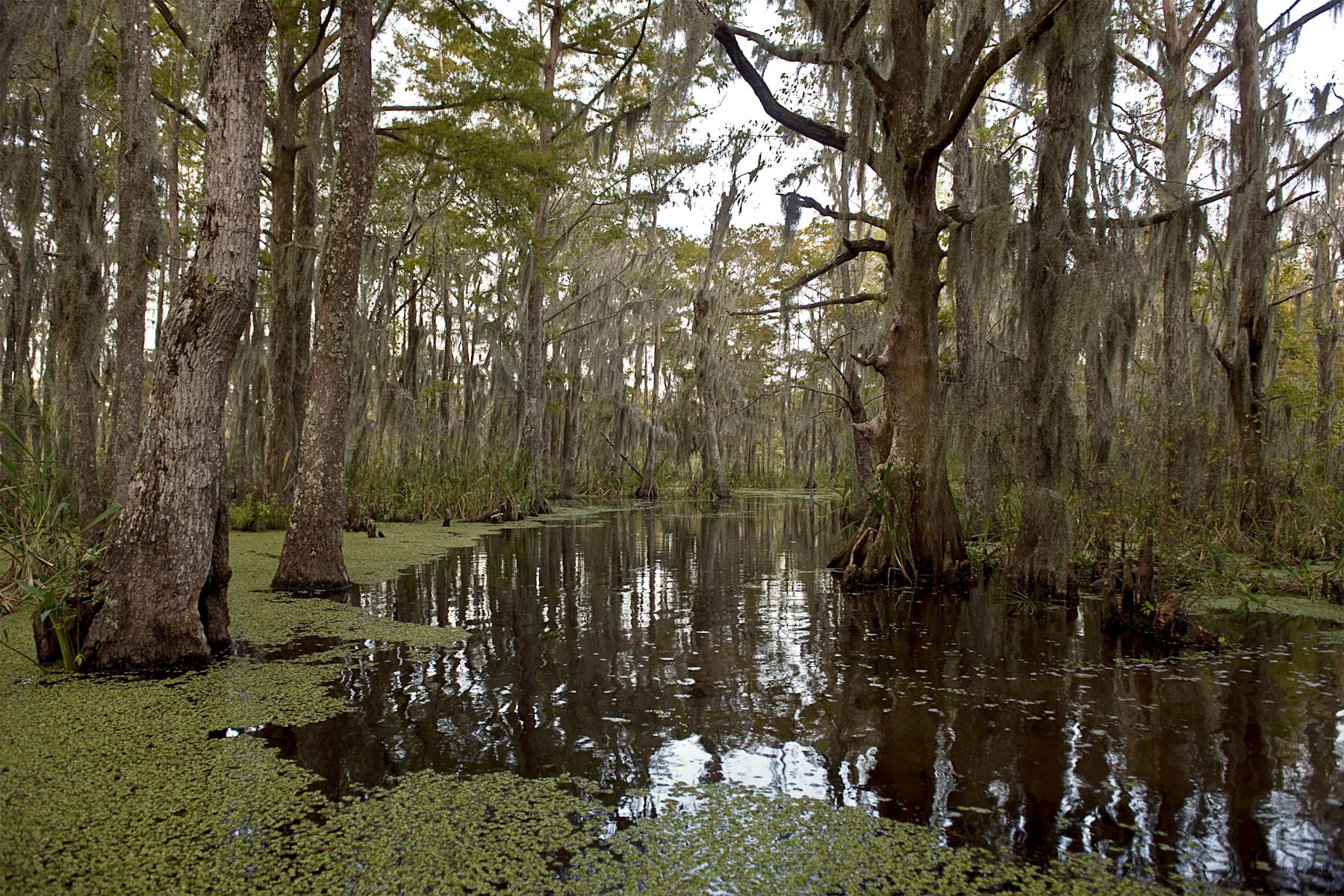 Drôle de bayou au bord du Mississippi Les plus étonnantes forêts du