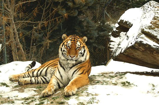 Rencontre avec des tigres en france