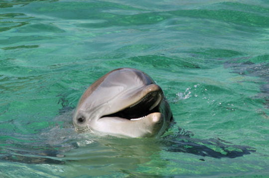 Marineland rencontre avec les dauphins anniversaire