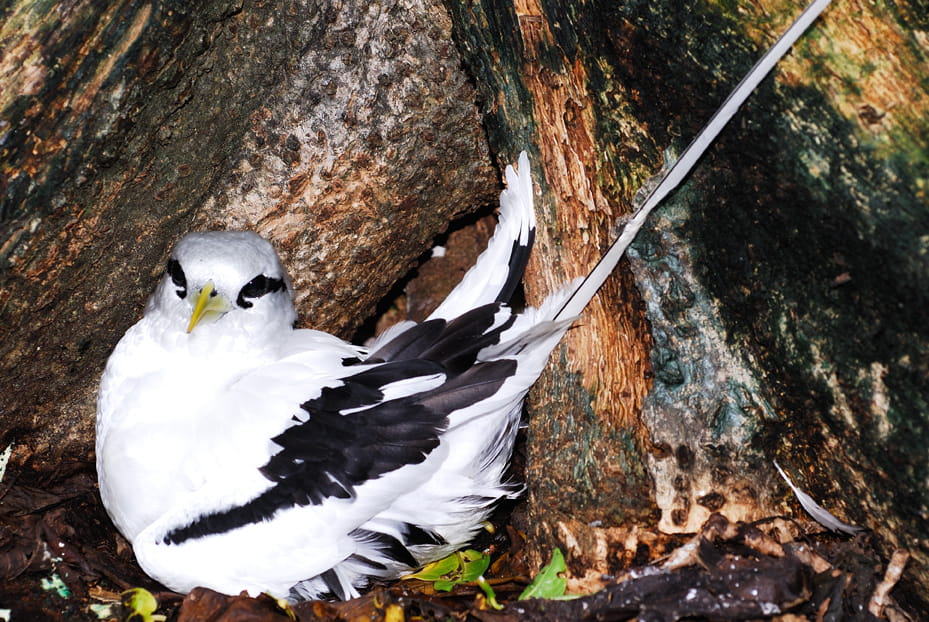 L'Oiseau paille en queue Les Seychelles, un rêve au bout du monde