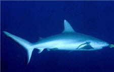 requin