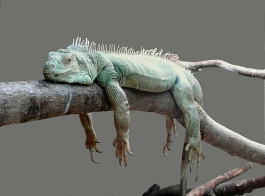 Typer des animaux - Page 4 338448-iguane