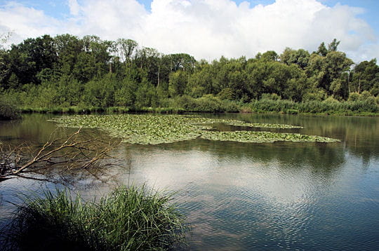 Nature en Alsace Petite camargue alsacienne