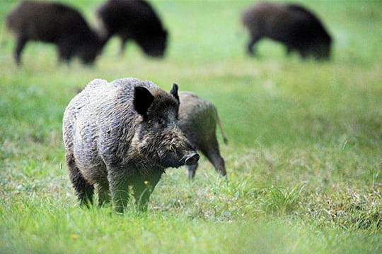 Rencontre sanglier nuit