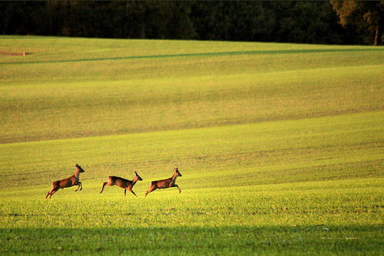 le rencontre avec le renard