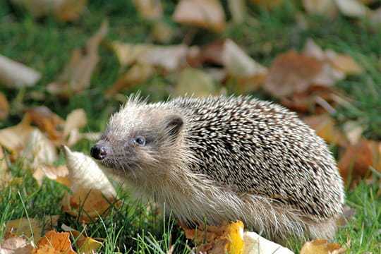Signification rencontre animaux