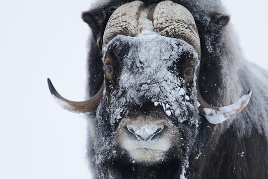 Buffalo Auto Group >> Peu aimable bœuf musqué : Sur les traces de Vincent Munier ... Buffalo Auto Group >> Peu aimable bœuf musqué : Sur les traces de Vincent Munier ...
