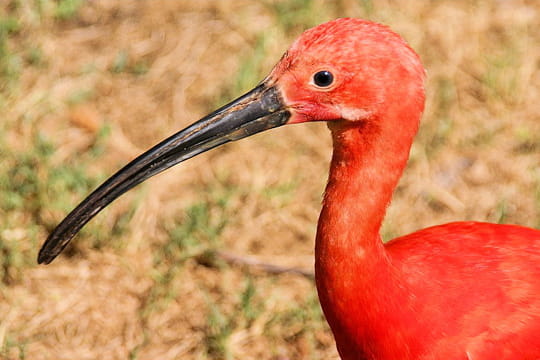 Rencontre ibis